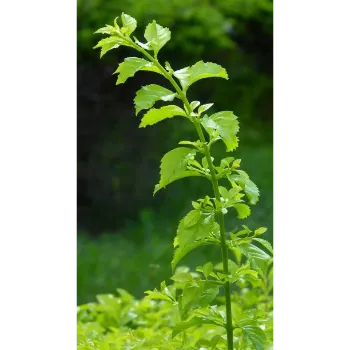 Natural Dry Stevia Leaves